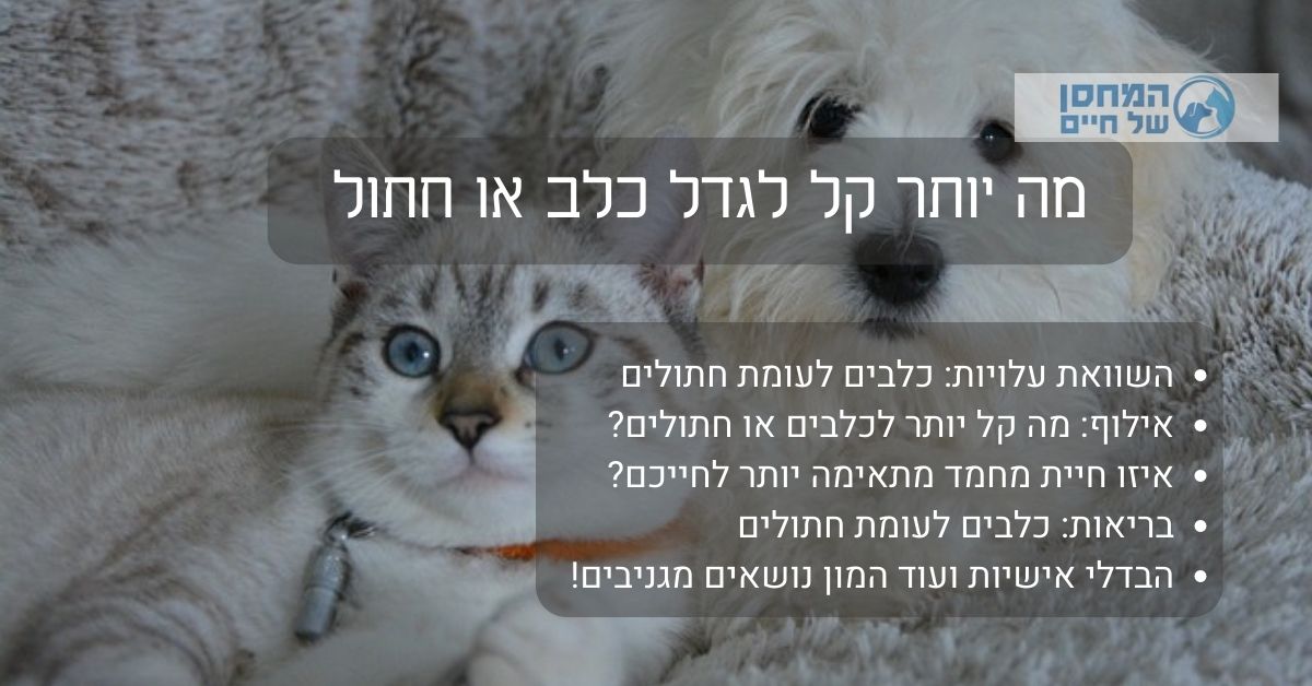 מה יותר קל לגדל כלב או חתול